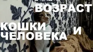 Сравнение возраста кошки и человека