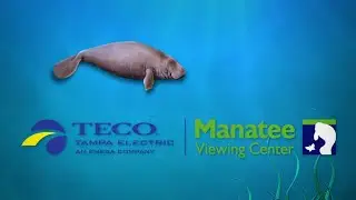 Tampa Electric’s Manatee Viewing Center 2019-2020 Season