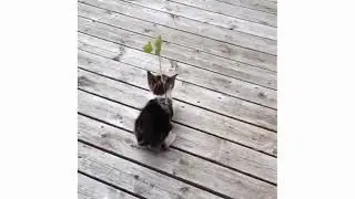 Roba da gatti
