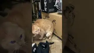 Когда всего лишь показала коту «козу»🤣 #злойкот #приколыдослёз #смешныекоты #тиктокнутый #рекомендац