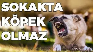 Başıboş köpek sorunu