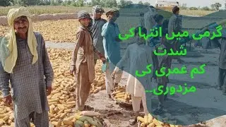 دیہات میں صبح کے وقت زندگی کی چہل پہل