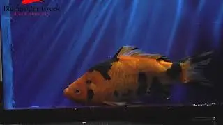 goldenfish003