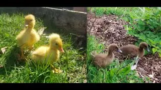 [Montage with Dates] Ducklings grow up so fast! (2020)