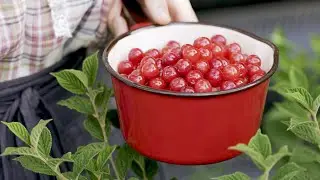 장마철 뽀송뽀송 영상 🍒 Summer Begins
