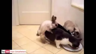 Cats+kг