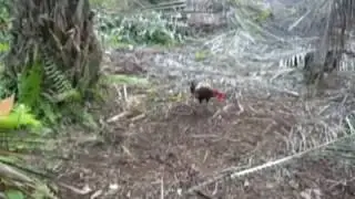 REZKI DARI ALLAH PIKAT AYAMHUTAN2019