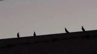 Monaro Region Pied Currawong Song