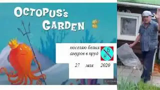 САДОВЫЙ ПРУД  ПОСЕЛЯЮ БЕЛОГО АМУРА