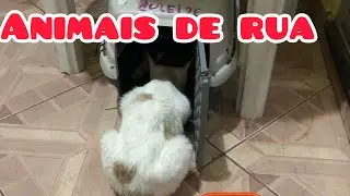 Meus animais de rua