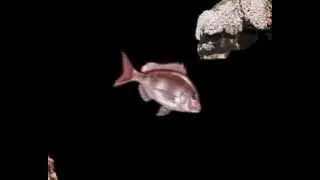 Cours After Effect 08/04/2013 - Animation Poisson Puppet