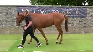 Pete’s 2 year old sales video in 2020 #horse  #horses #lifeafterracing #equestrian #loveyourror