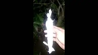 Lagi duduk di halaman rumah tiba2 ada santet pocong nyangsang di pohon serut