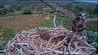 Screaming buzzard nestled in an osprey's nest/Крикливый канюк с визитом в гнезде скопы!