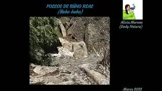 Pollos de búho real 🦉🦉
