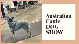 AUSTRALIAN CATTLE DOGS - DOG SHOW - ACDs at KC of Beverly Hills