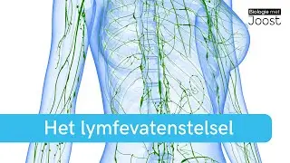 Het lymfevatenstelsel | Creatief met Biologie