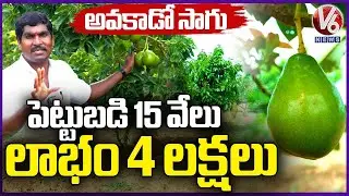 Avocado Farming: Success Story Of Farmer Jaipal | Ranga Reddy | V6 News