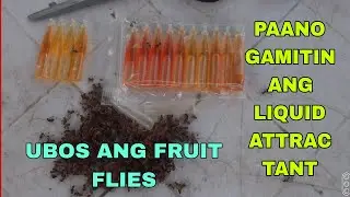 PAANO MAG LAGAY NG LIQUID ATTRACTANT SA FRUIT FLY TRAP MGA KAFARMERS
