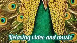 Relaxing video and music