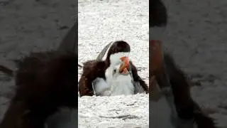 Baby black skimmer#birds #nature #shorts #youtubeshorts #trending #viralvideo #shortsfeed