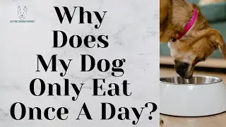 Why Does My Dog Only Eat Once A Day?