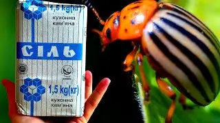HOW TO GET RID OF THE COLORADO BEETLE ON A POTATO IN 3 MINUTES!