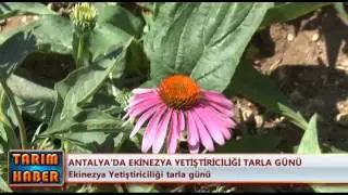 Antalya'da ekinezya yetiştiriciliği tarla günü