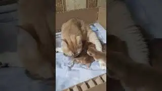 Новый домик !!!