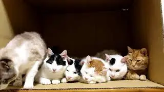 Шесть Кошек В Коробке И Кот 𝟮𝟬𝟭𝟳 # 𝟭𝟳