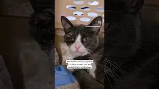 Cat Rescued from Euthanasia 