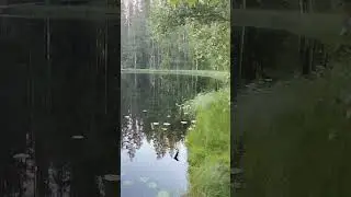 Безымянное озерцо #fishing #рыбалка #nature #carpfishing #карп #fish #carp #feeder #wildlife