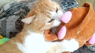 Рыжий и рыжая мышь