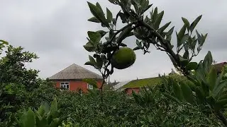 Нашли ПЛАНТАЦИИ 🌳 в деревне Кижаба (Kijəbə) Астара 