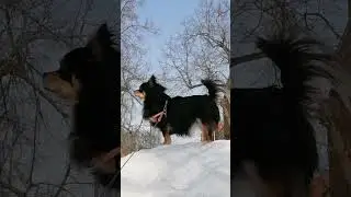 очень злая собачка😆