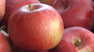 Apple zoom in shot