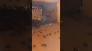 Пчёлы заходят в улей