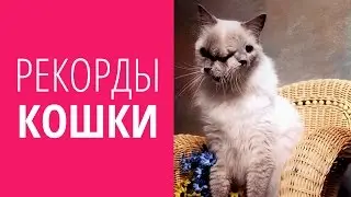 РЕКОРДЫ ★ КОШКИ