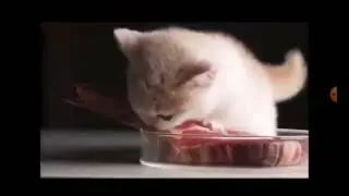 metal cat (eat meat to music)