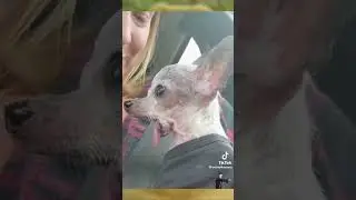 Это видео набрала миллион просмотров!                                    #funny #cat #boat #travel