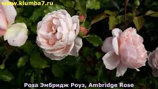 Лидеры по аромату - устойчивые и надежные сорта Английских РОЗ Д.Остина!