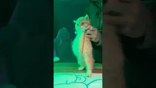Кот танцует под скибиди доб 6 секунд
