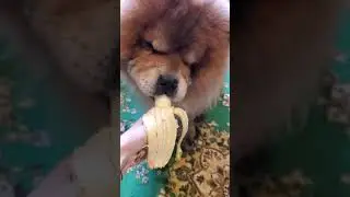 Как чау-чау ест банан