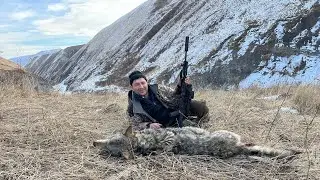 Охота на волка на вабу. Стая волков загрызла два жеребенка.Выстрел на 350 метров по бегущему. 