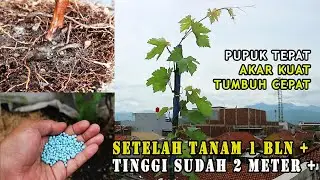 Anggur Gozv 01 Pemupukan Vegetatif bibit asli wa 087786383722