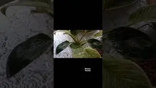 Plant 🪴 #shorts #youtubeshorts #ebenezertutorials