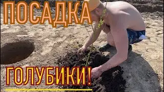 Как впервые, сажу голубику!