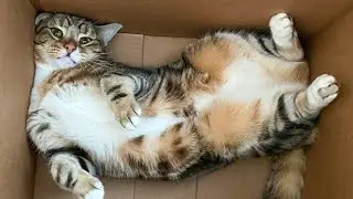 Why Cats Show Their Bellies: Trust, Play, or Trap?