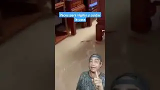 Peces para vigilar y cuidar la casa #funnyvideo #funnyanimals #funny #funnyshorts