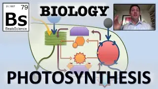 Photosynthesis: Overview